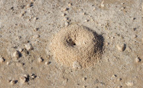 Natural Ant Hill Remedy and Treatment