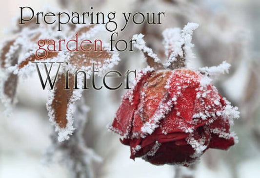 Preparing Your Garden for Winter in 6 Easy Steps